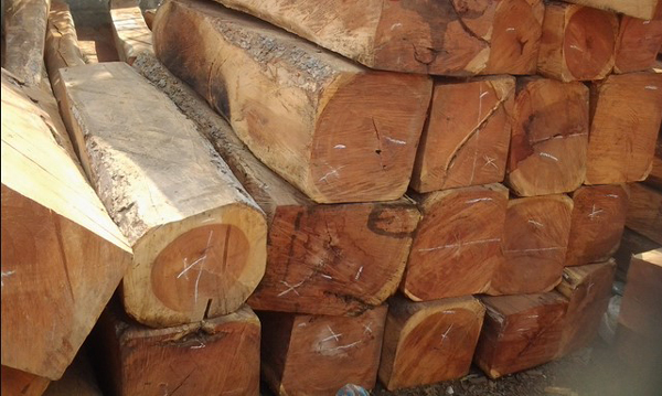 nhận biết các loại gỗ